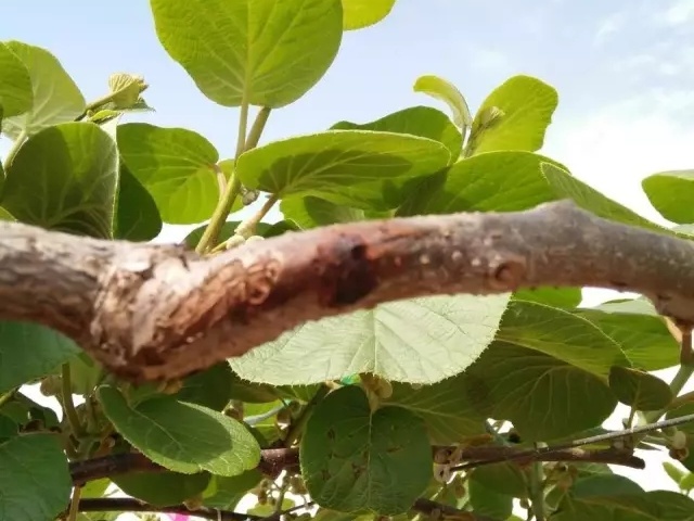 陕西省猕猴桃技术专家吕岩：提醒你加大猕猴桃花腐病的防控