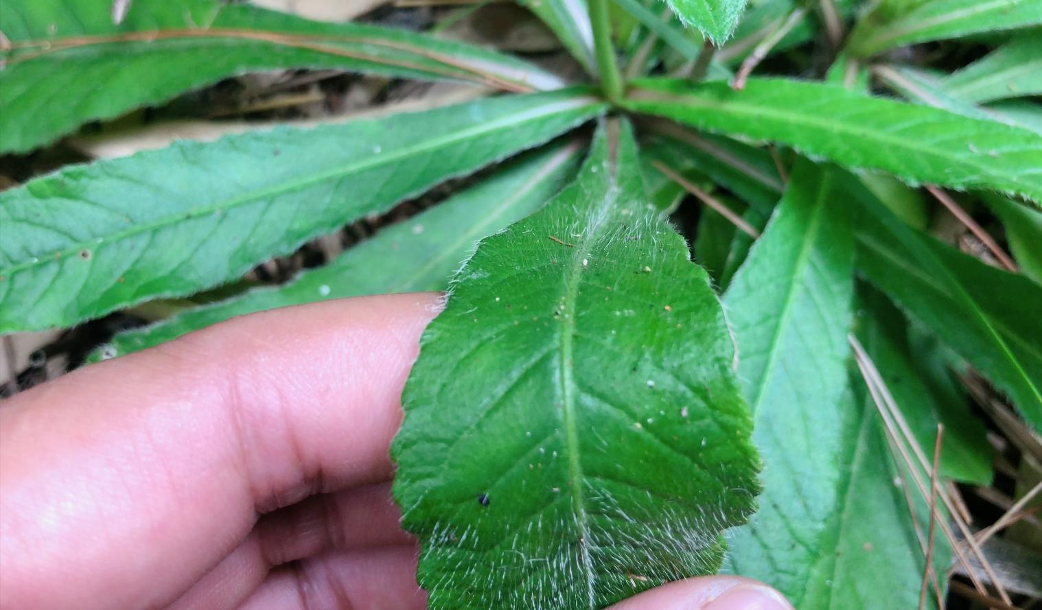 边缘有浅齿地胆草为菊科地胆草属多年生的草本植物,它的叶子一张张贴