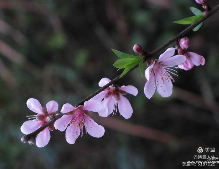 人间四月花如海