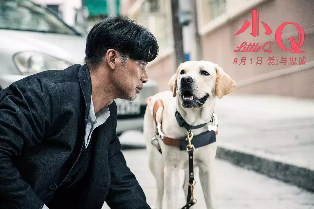 《小Q》：导盲犬的爱，责任与担当，九月份的眼泪全被它收割