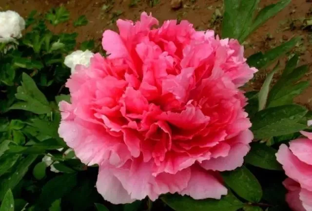 100种名贵牡丹鉴赏 绘画好素材（报花名）