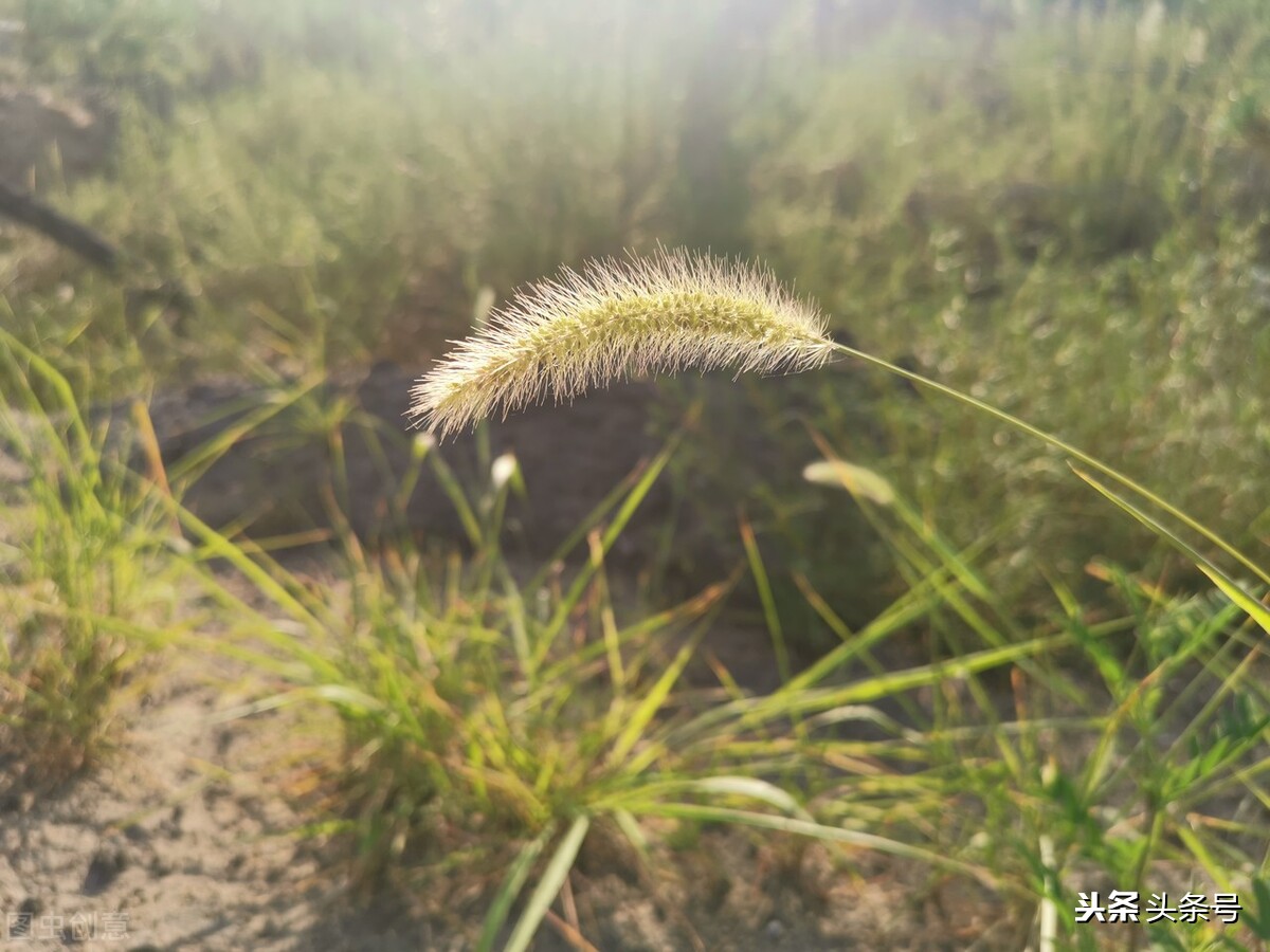 夏衍 野草 天天看點