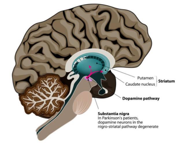 肾上腺素的作用 男友说肾上腺素飙升-起航号