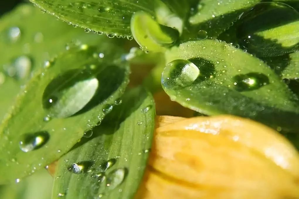 节气雨水：西塞山前白鹭飞，桃花流水鳜鱼肥