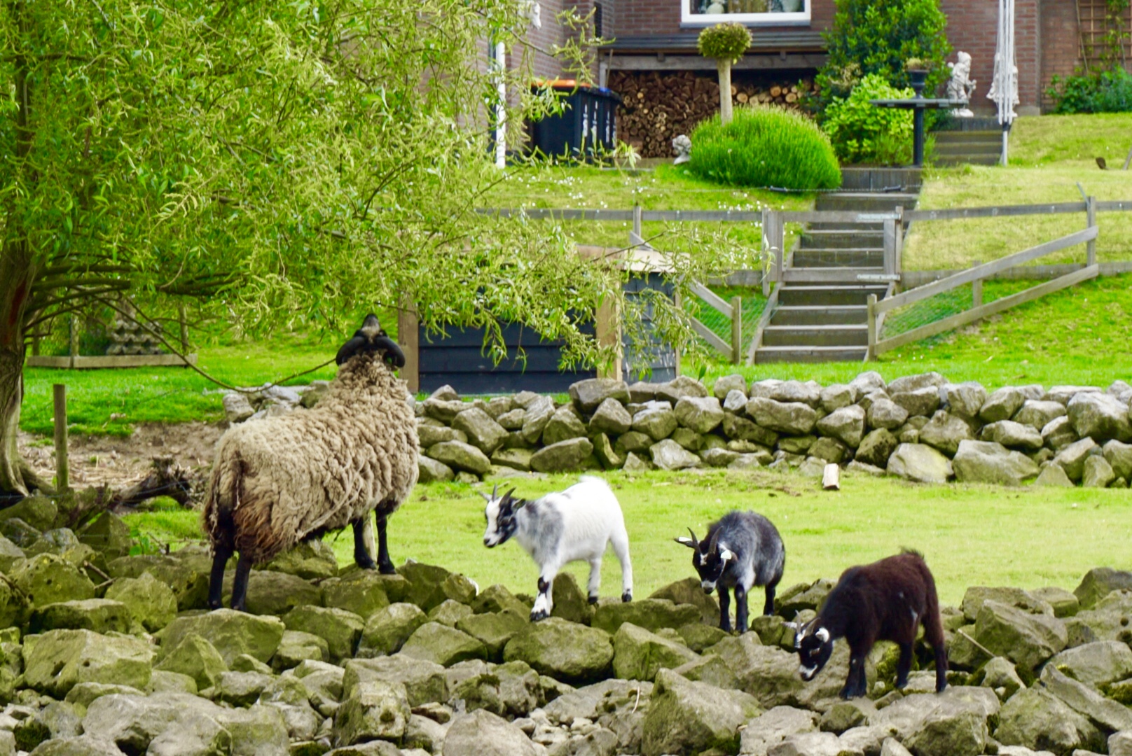荷兰为什么被称为水之国(荷兰为什么被称为水之国花之国牧场之国和
