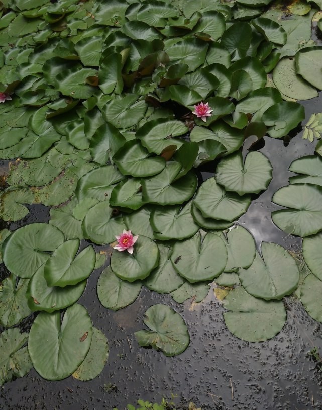 清晨，去湖边吹吹风