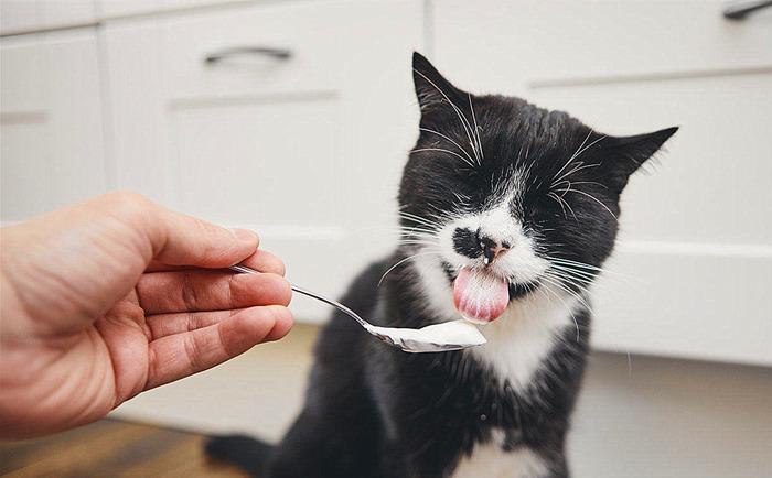 小猫喜欢吃什么（推荐6种食物猫咪很爱吃）