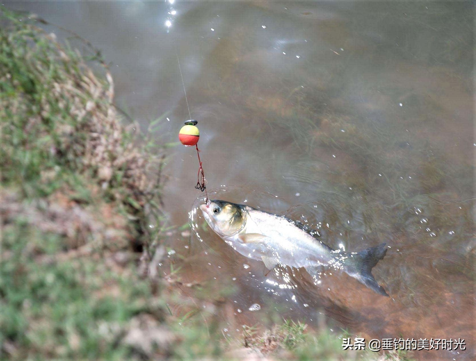 这十几种淡水鱼，你还有几种鱼没钓过？