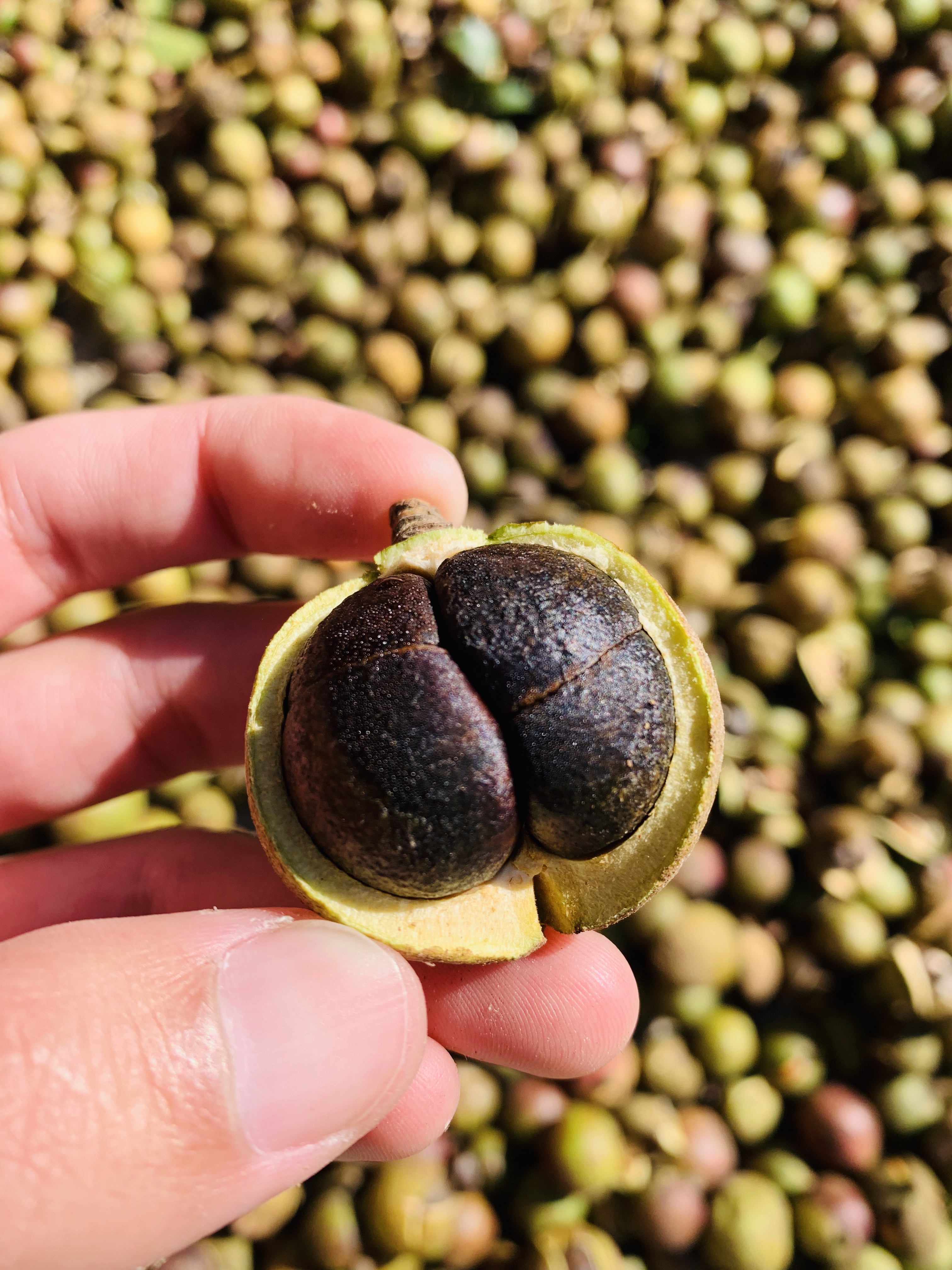 茶花粉的功效与作用 茶花粉多少钱一瓶-始兴思宇科技
