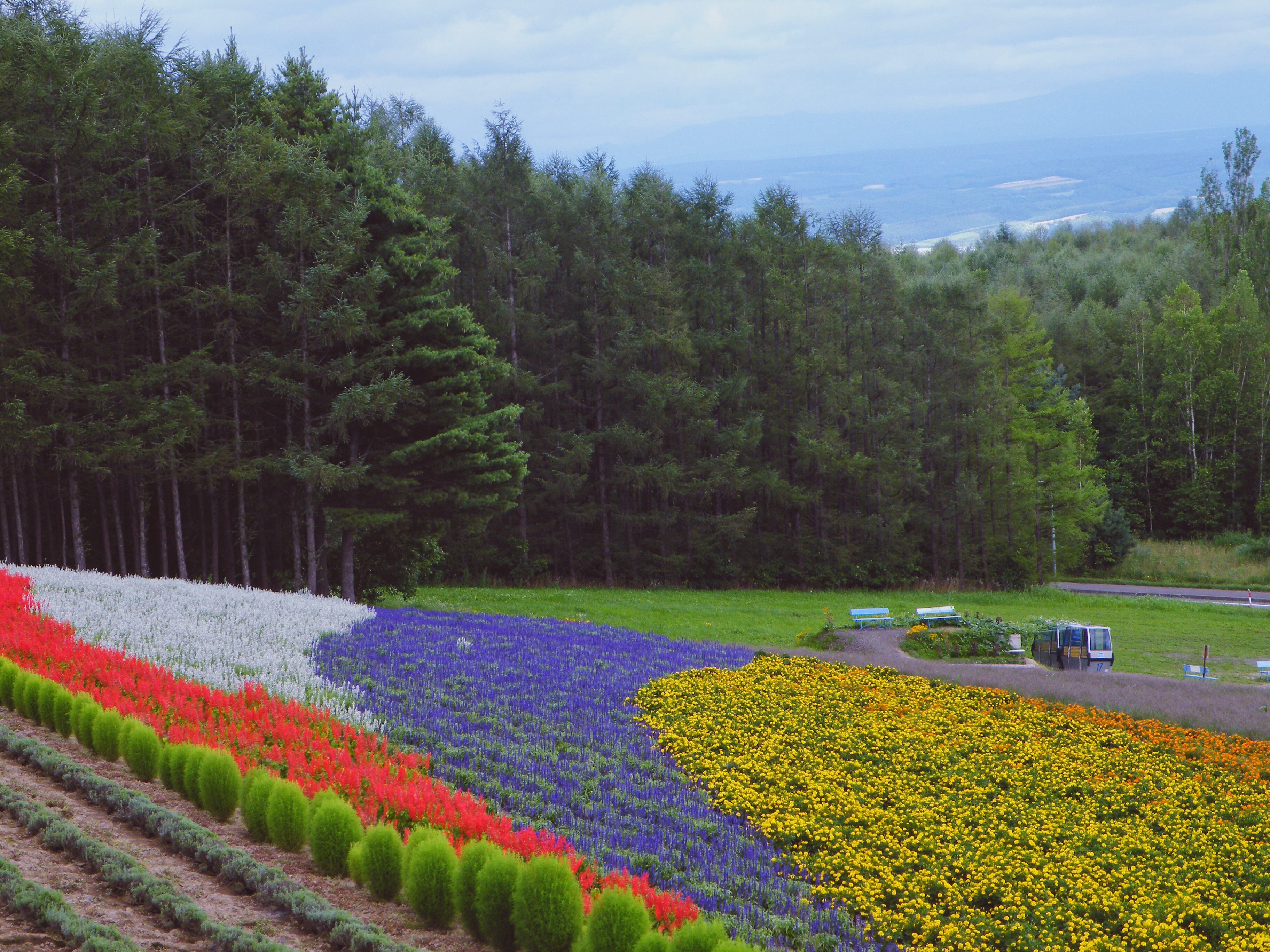 《非誠勿擾》讓大眾認識了唯美的北海道彩虹花海,我便跟隨著電影找尋