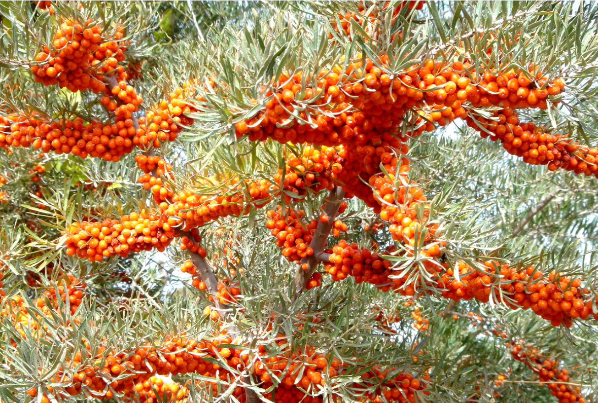 乌什县旅游景点(新疆乌什县旅游景点) - 武陵观察网