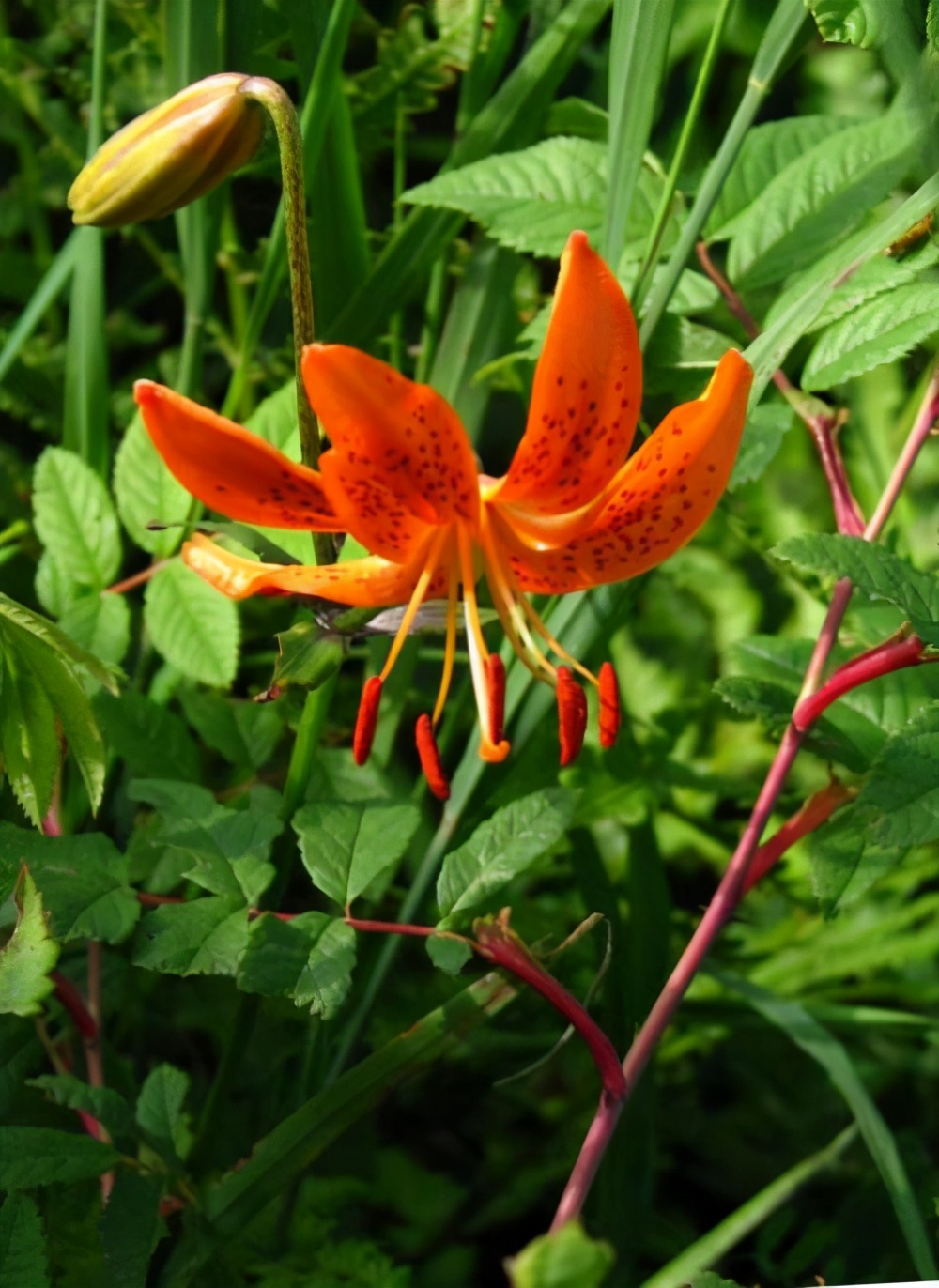 百合花的特点（百合花的特点与外形）-第5张图片-昕阳网