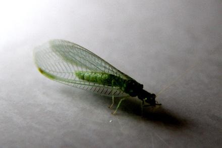 为什么说草蛉是除害能手呢「家里为什么会出现草蛉」