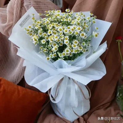 洋甘菊花适合送给什么人（洋甘菊花语把心底的阳光拿出来）