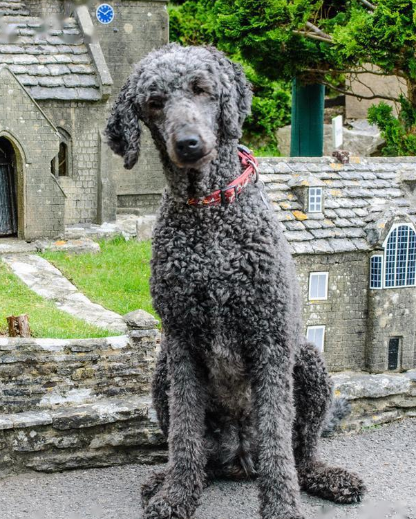 巨型贵宾犬的毛发是有多种颜色的,有些因为基因不稳定的原因,要是父母