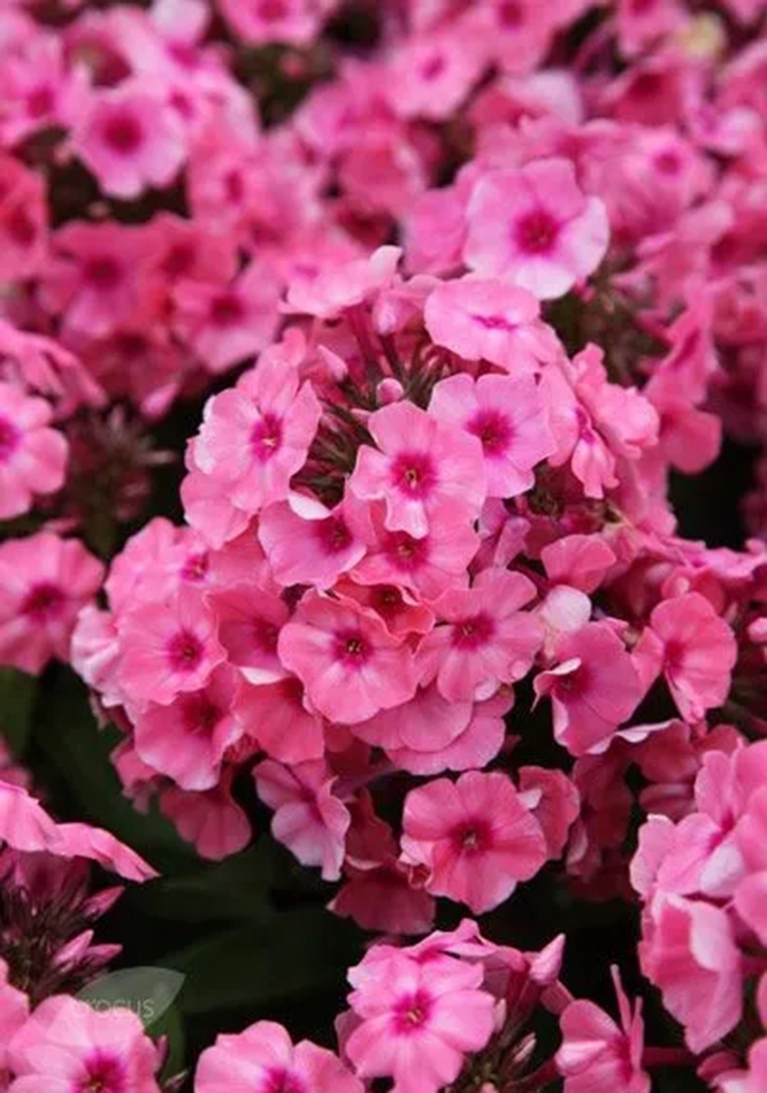 宿根福禄考花期什么时候（夏季里最佳的观花植物）