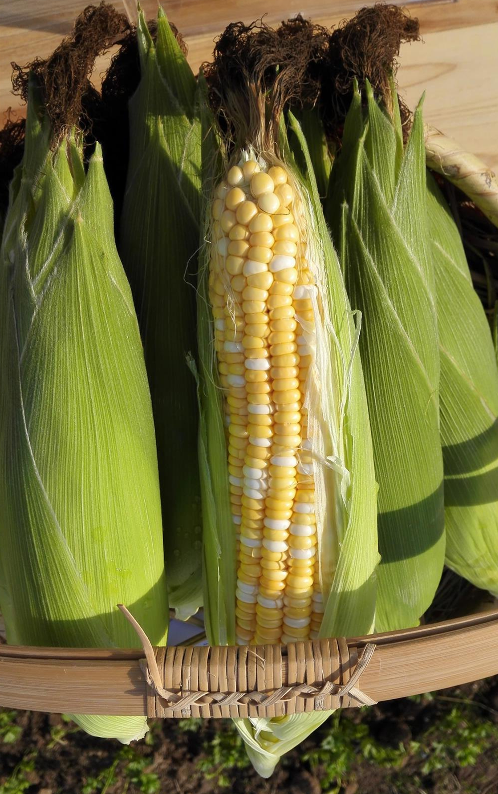 双色超甜玉米,亩产2000斤以上!省级推荐,值得一试!