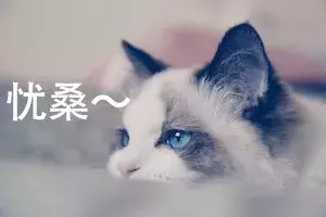 为什么布偶猫价格那么贵？新手铲屎官适合养布偶吗？