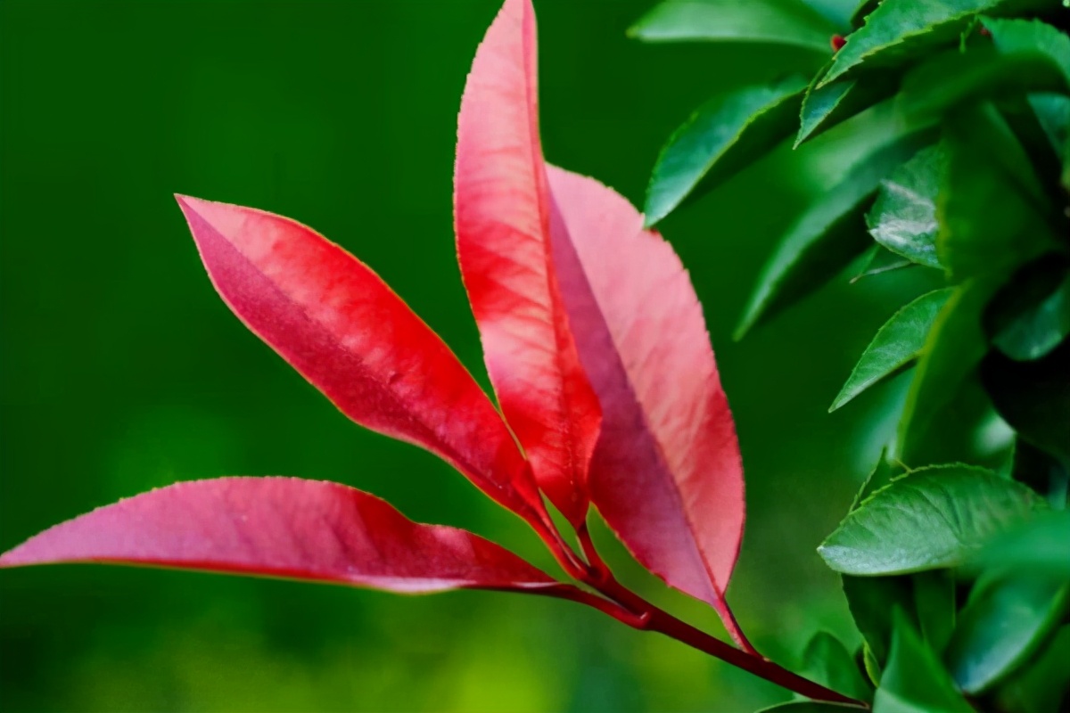 红叶石楠开花吗（红叶石楠花期时间和生长环境）