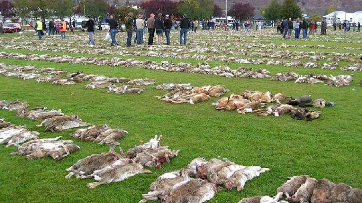 十只兔子吓人照片图片