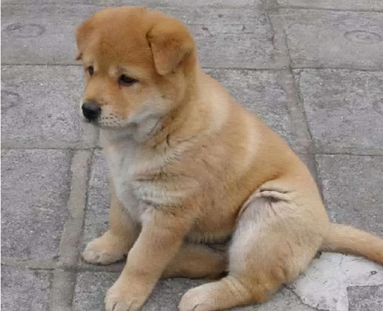 "土狗"的身体素质那么好,为什么反而活不久?