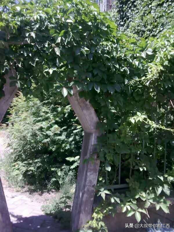 大同医专校园回忆