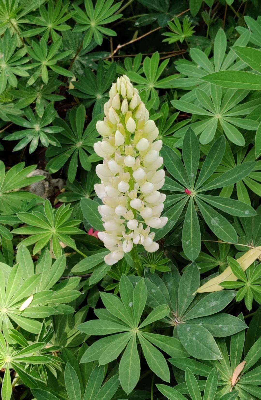花草的图片大全（100种常见花图鉴一览表）