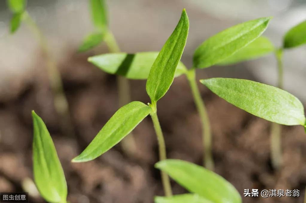 四季豆几天发芽出土（蔬菜种子浸种催芽的时间）