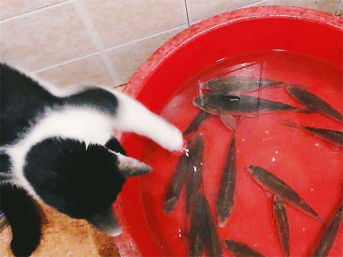 猫吃鱼不怕鱼刺吗为什么(猫爱吃鱼？在鱼刺面前，猫咪也难逃被卡喉咙的命运)