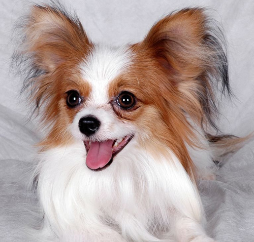 按照特质总结七种颜值高,受喜爱的小型犬,想养小狗狗