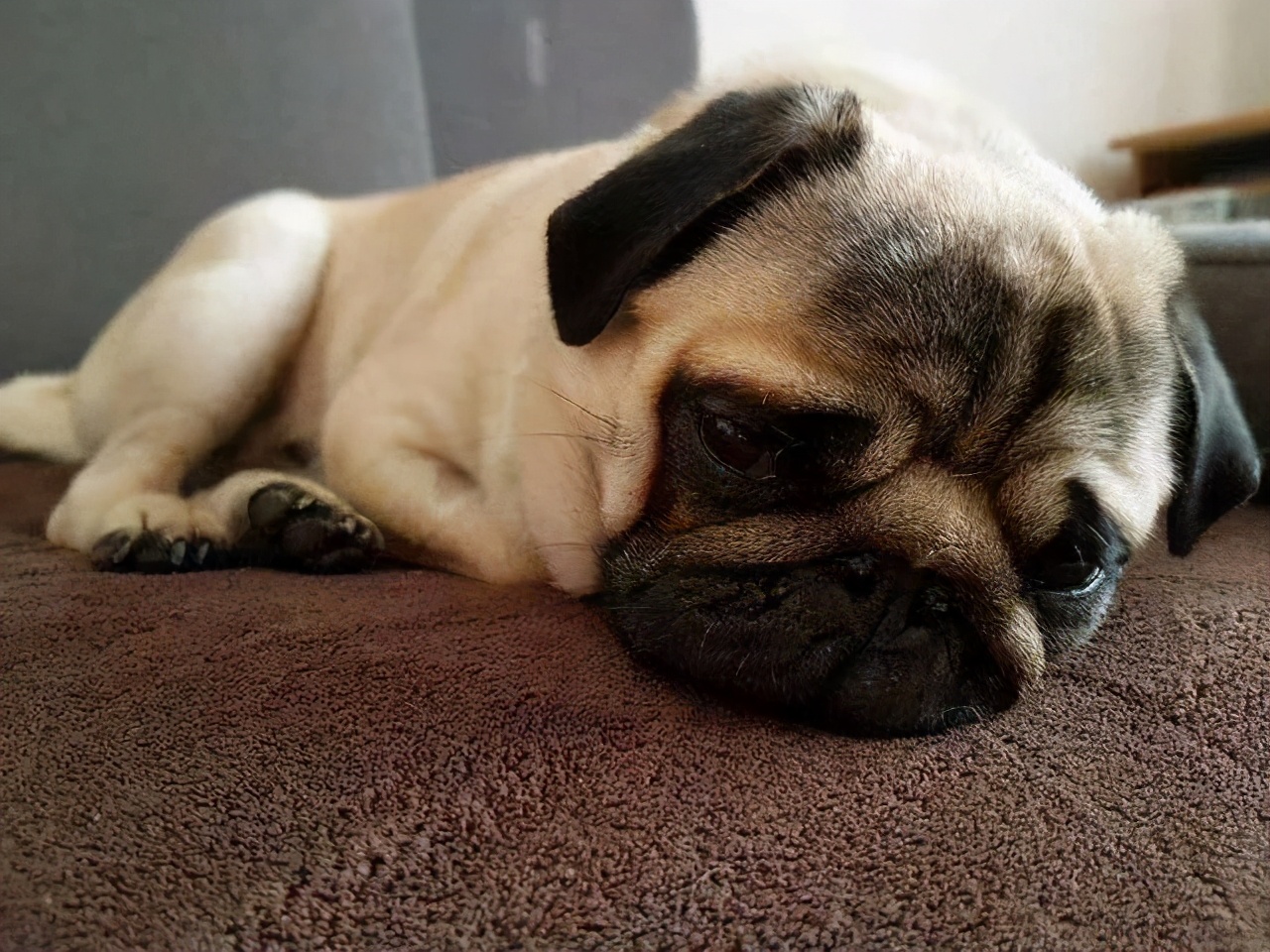 狗狗哭泣的5大原因,你能理解它的忧伤吗?