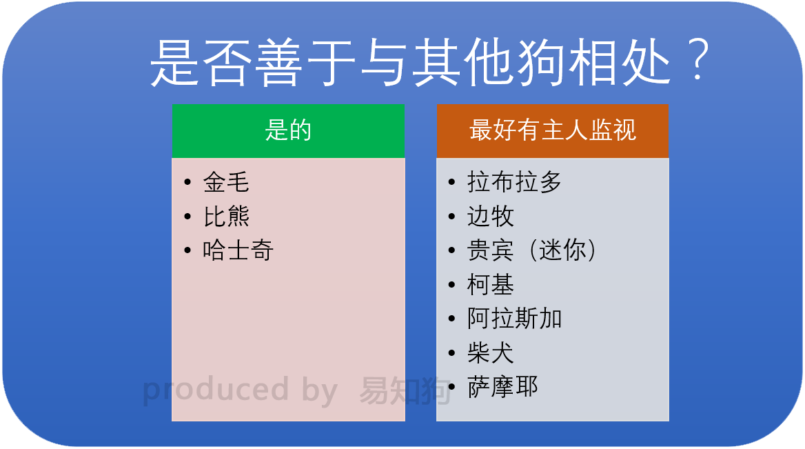 新手养狗必看：国内十大流行犬种横向对比