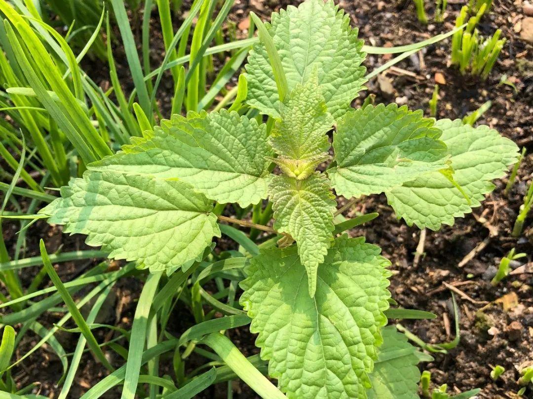 野菜的种类都有哪些（66种野菜辨别图快去尝尝）