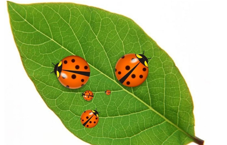 11种带星瓢虫,认识5种以上的,请允许我叫你一声大佬!