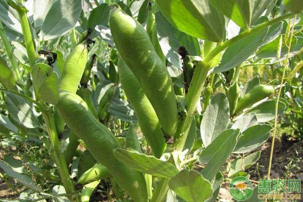 2019年蚕豆多少钱一斤？蚕豆有哪些功效和作用？