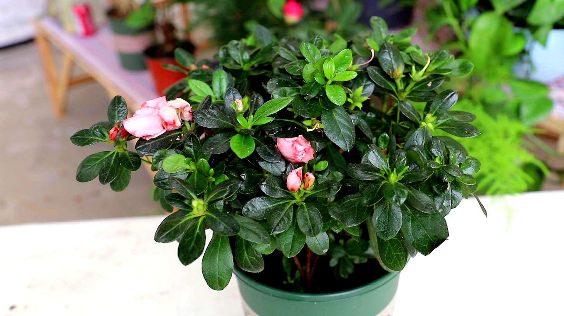 怎么养杜鹃花(怎么养杜鹃花开花多) - 盾灵网