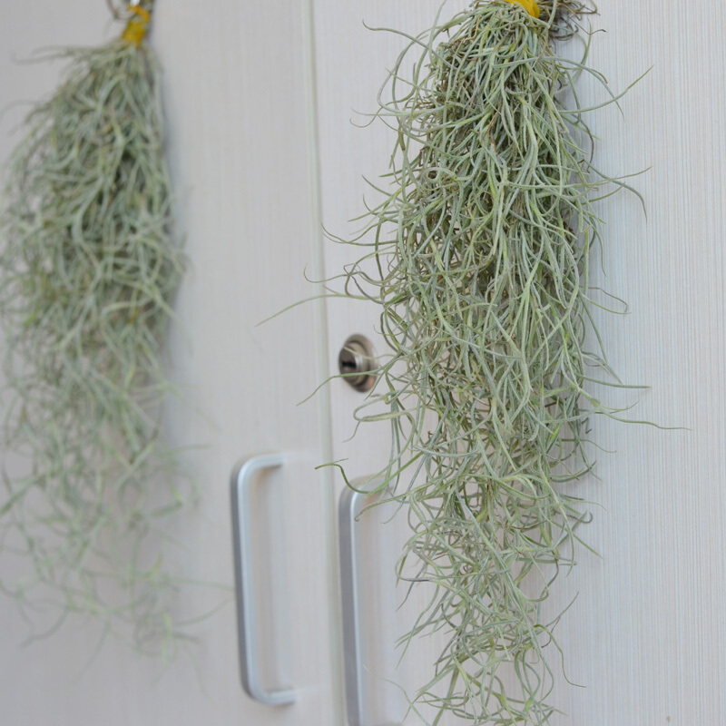 今年最流行的18种花,挂起来养,好看好养还不占地方