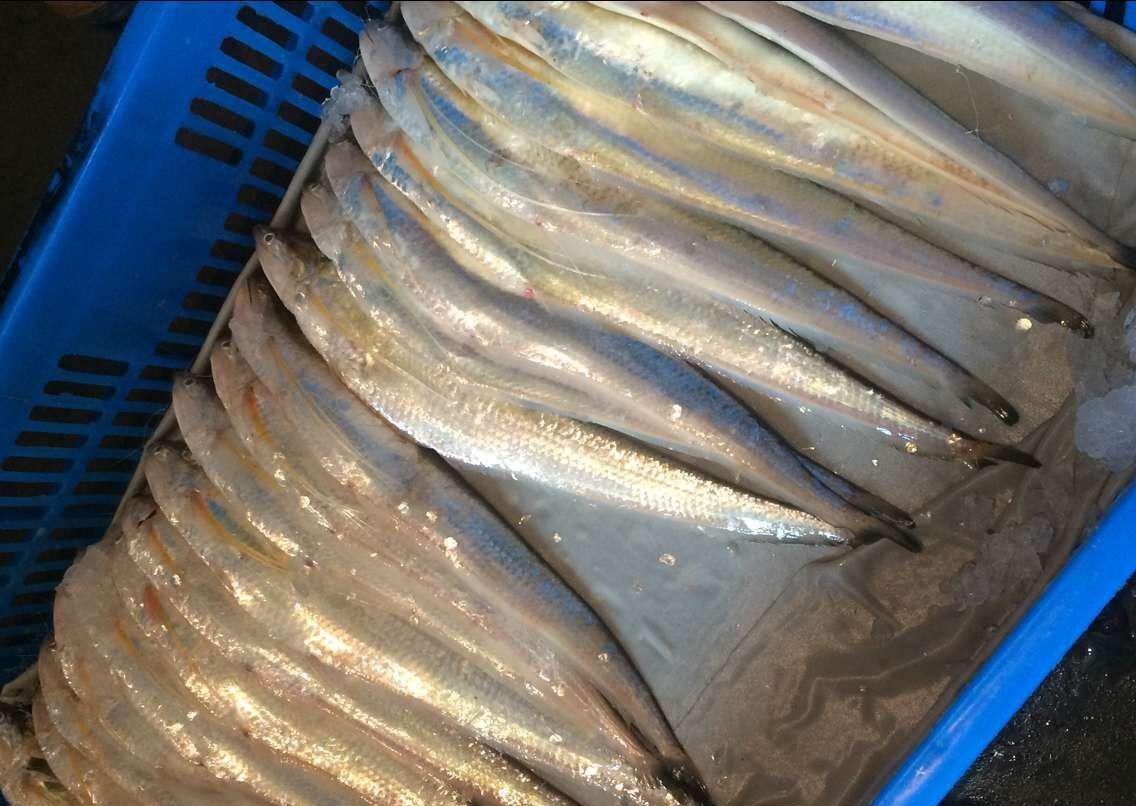 海刀鱼的"崛起":从烂大街到香饽饽,刀鱼救活了"刀鱼"?