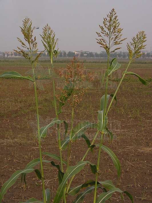 高粱,见过吗?能健脾止泻,化痰安神