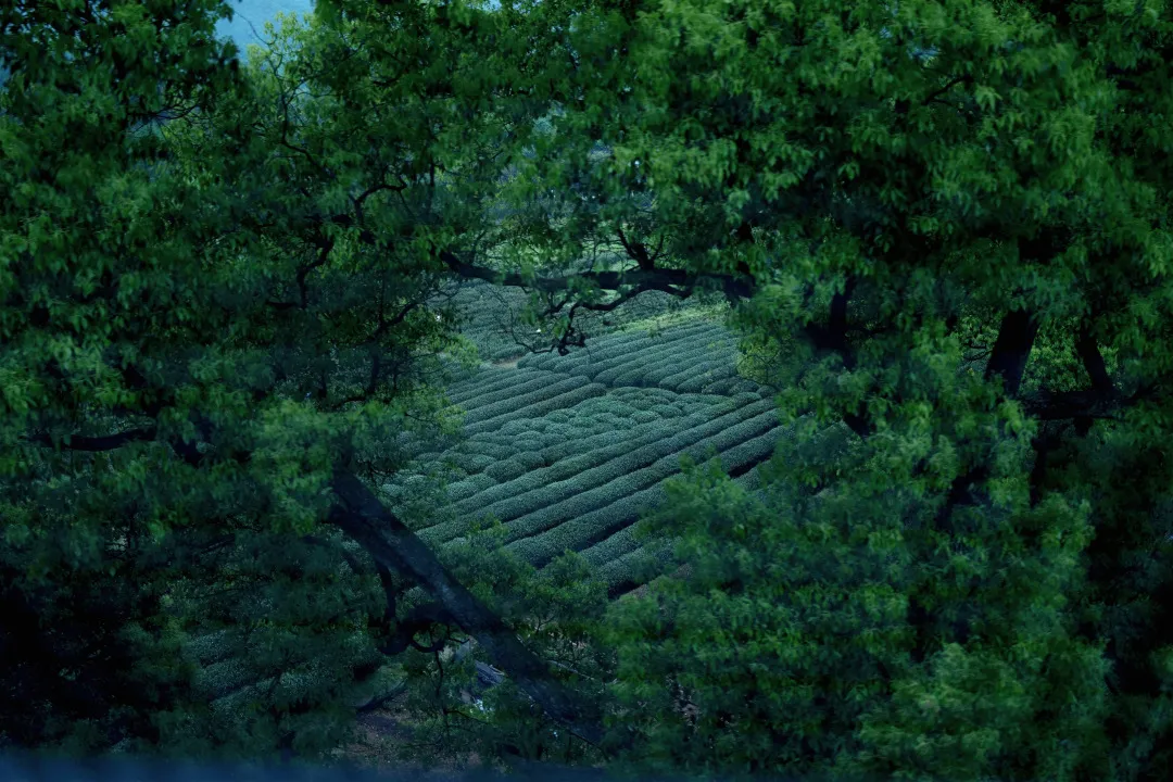 杭州终极拜佛攻略｜走这条路，一天解锁灵隐法喜7大宝藏寺庙