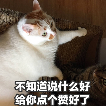 欧冠猫粮跟now哪个好(什么？你还没看这篇幼猫粮推荐？)