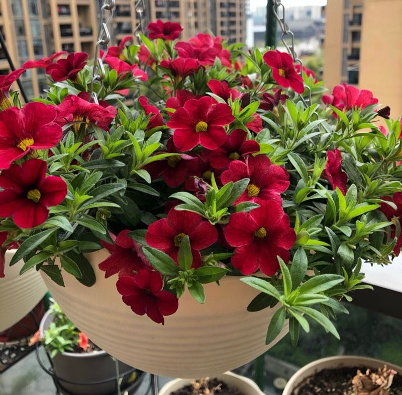 重瓣百万风铃怎么养不容易死「记得收藏」 -骁龙网