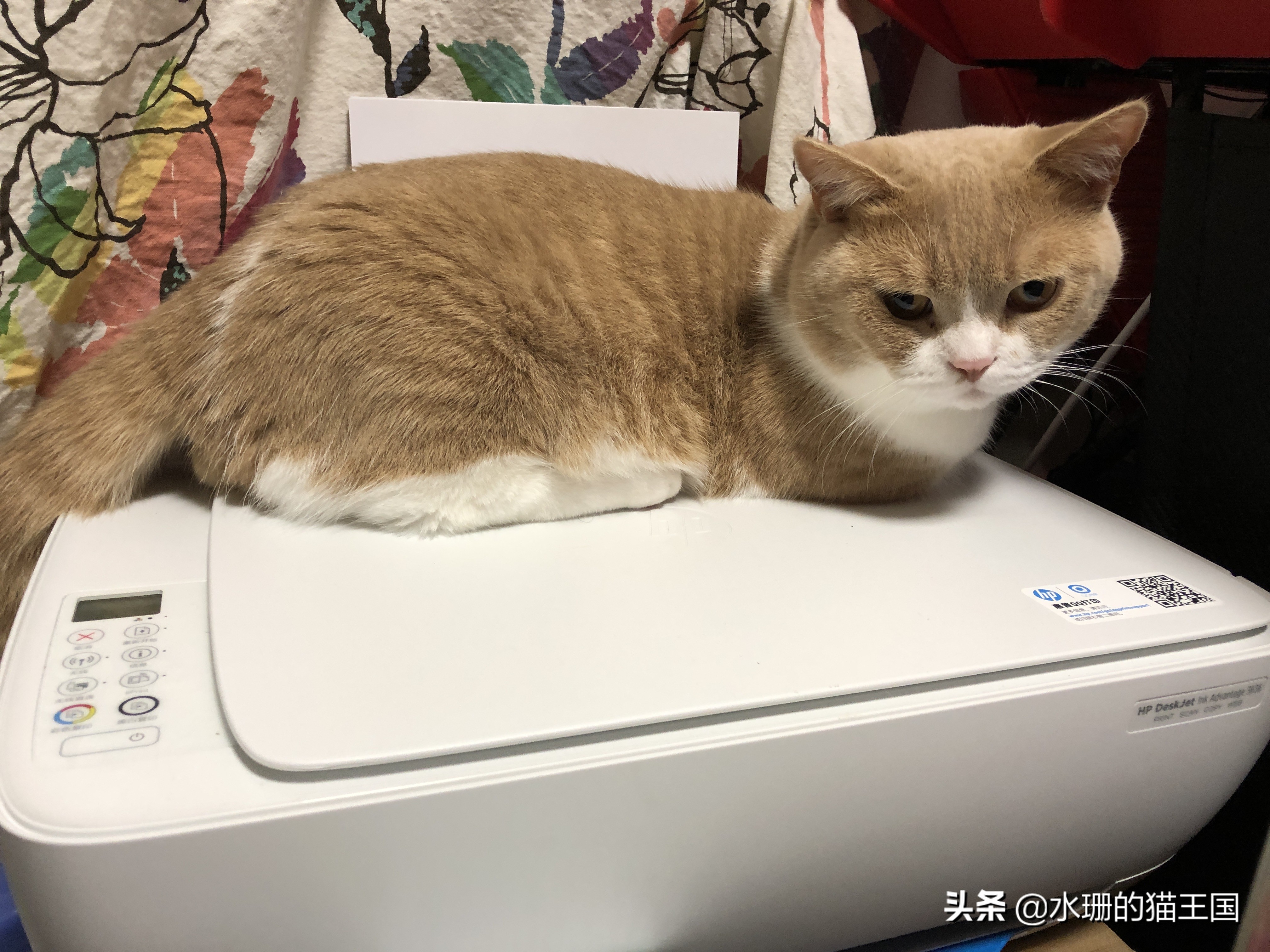 猫咪打嗝、反胃怎么办？猫咪吃完就吐是怎么回事儿？如何给猫养胃