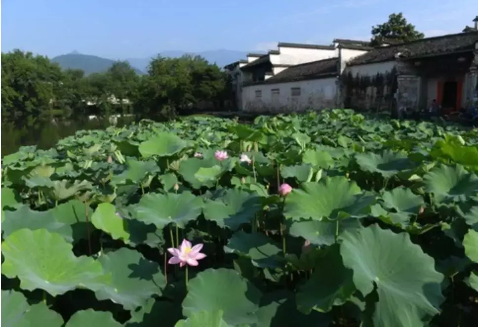 今日入伏，不历尘埃三伏热，孰知风露九秋凉！致辛苦的农民兄弟