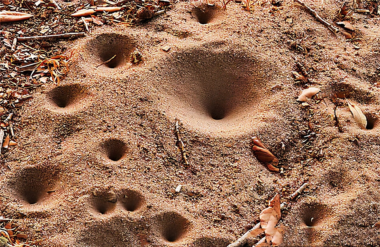 金沙牛的功效与作用详解(金沙牛如何食用) - 免费seo诊断咨询_【seo顾