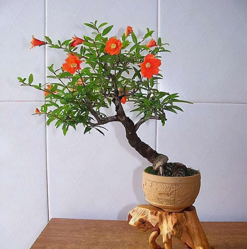 6种“吉祥树”，有地方建议种一棵，能吃能观赏，旺财镇宅样样行