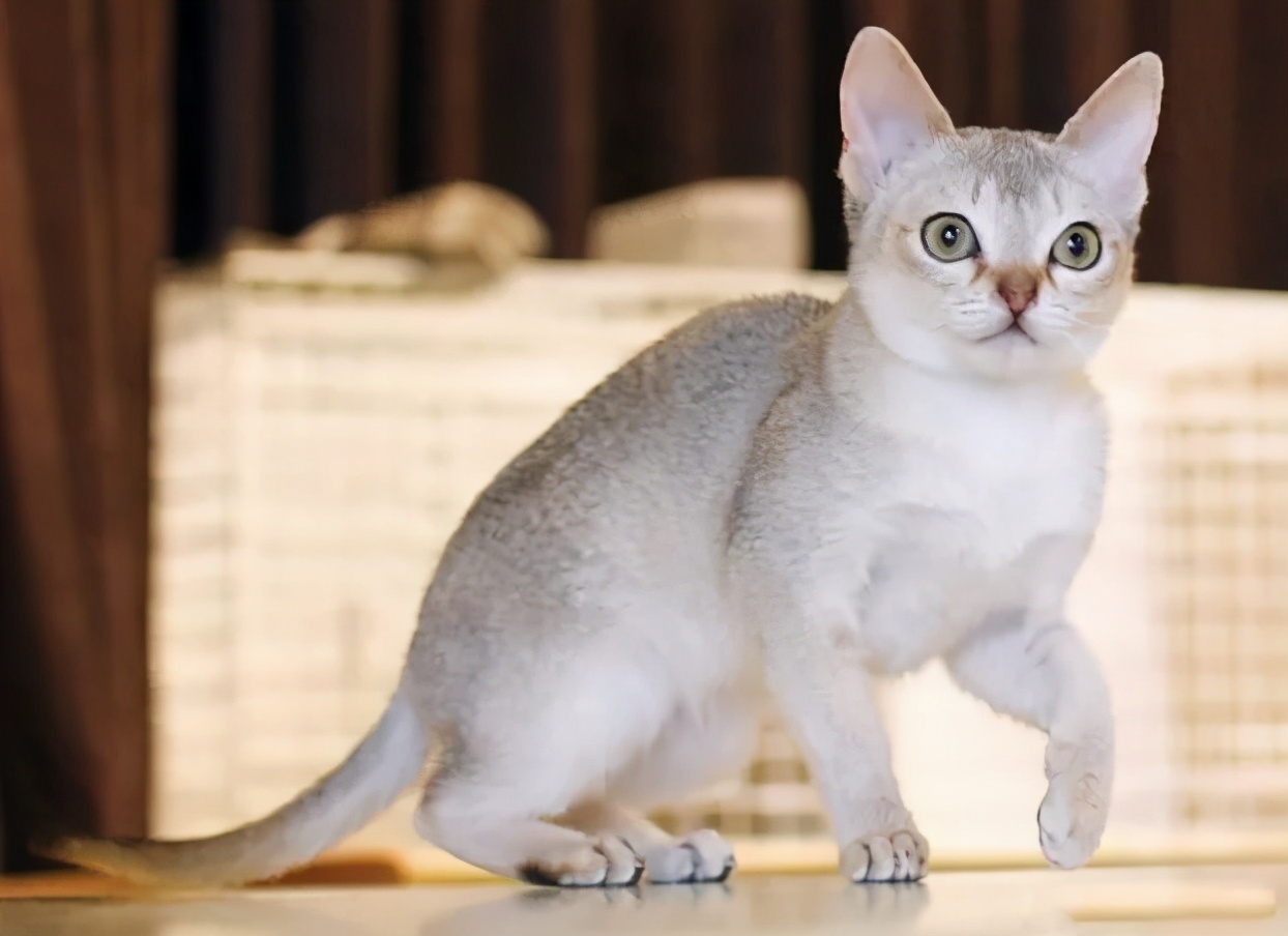 世界上最乖巧的10种猫咪，据说无人能抵挡住它们的温柔