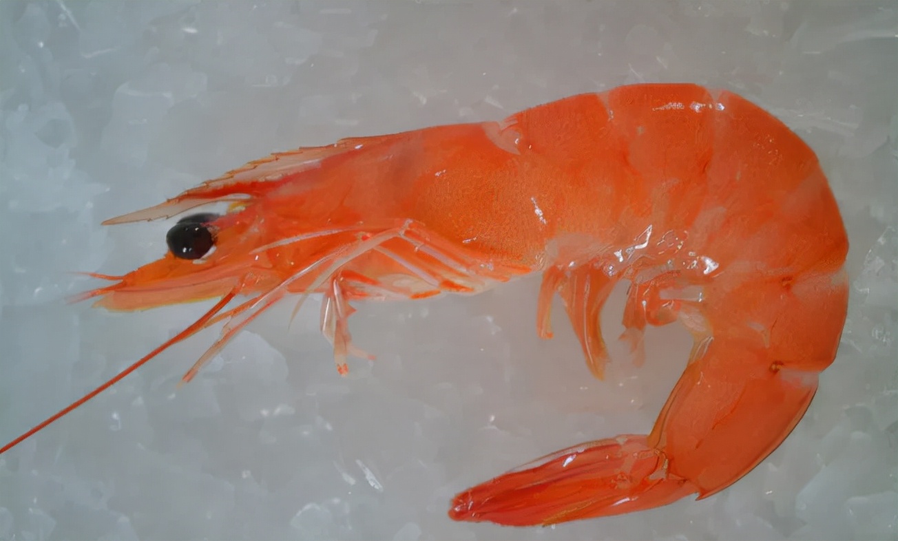 菊姐讲故事:虾为什么叫虾?蚯蚓为什么没有眼睛?