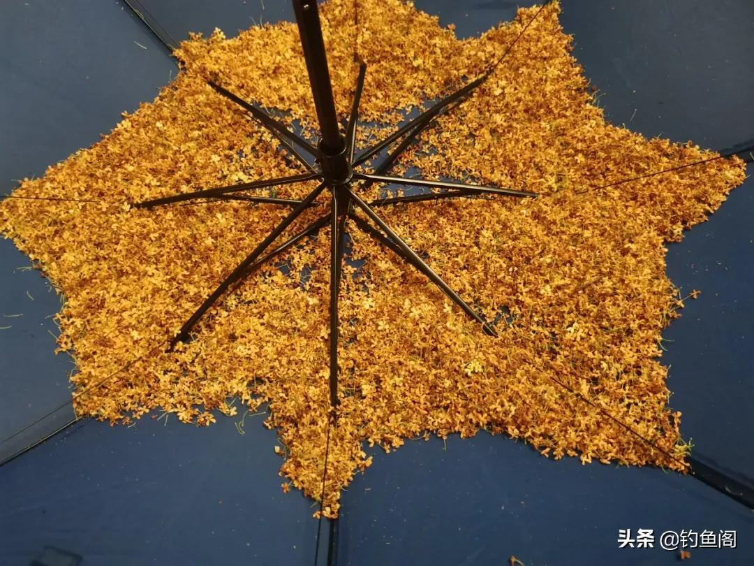 手把手教你制作桂花药酒,钓鲫鱼效果很好,制作简单还省钱