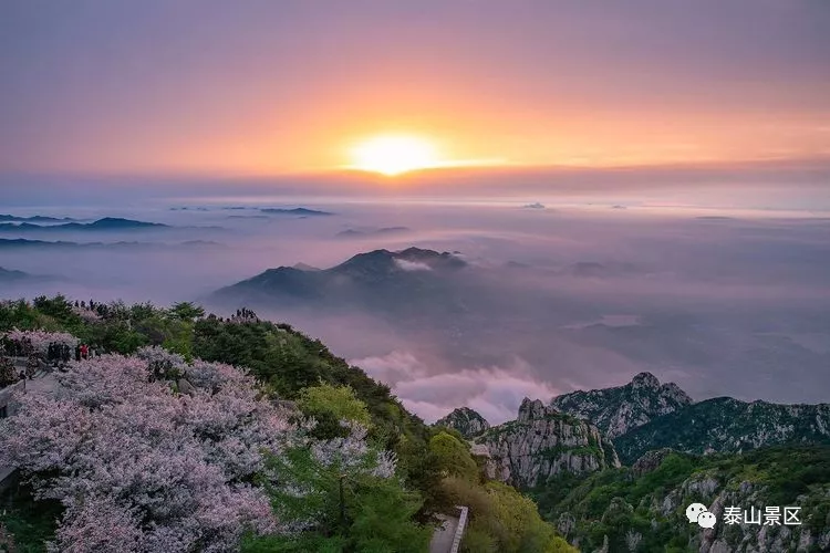 忆泰山之春，盼美好人间